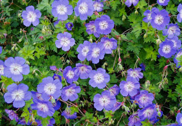 Blue Rozanne Cranesbill Hardy Geraniums with white centers and greenery